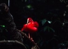 vignette D_bresil_2005_003 