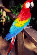 vignette D_bresil_2005_023 