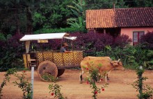 vignette D_bresil_2005_138 