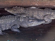vignette Cambodge_0710.jpg 