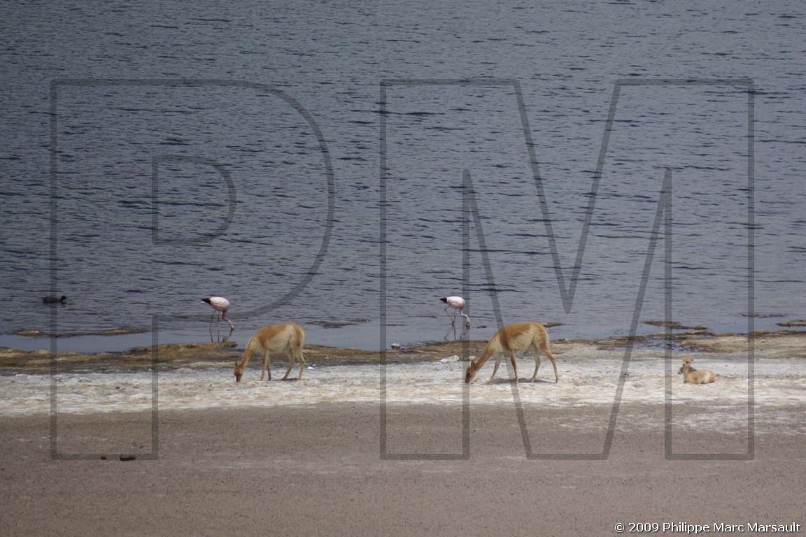 /ecran/Chili_2009_0756.jpg