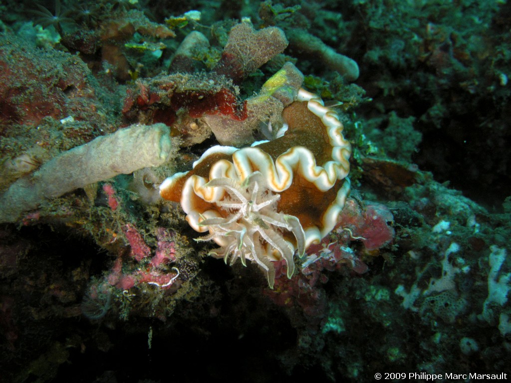 /ecran/Manado_2009_0361.jpg