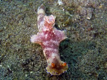 vignette Manado_2009_0796.jpg 