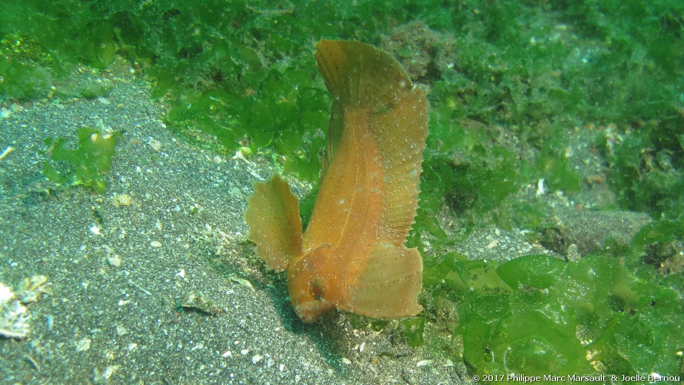 /ecran/Indonesie_2017_0672.jpg