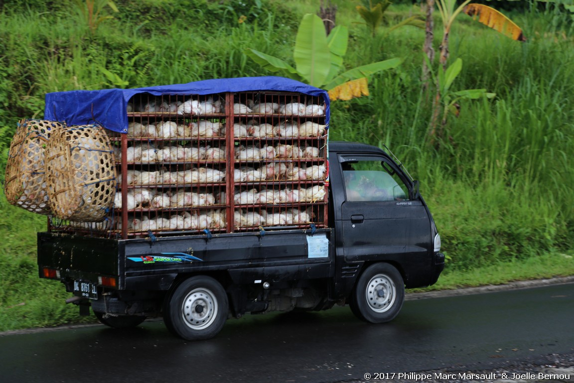 /ecran/Indonesie_2017_0764.jpg