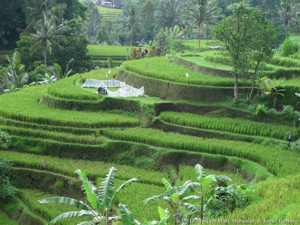 /ecran/Indonesie_2017_0774.jpg