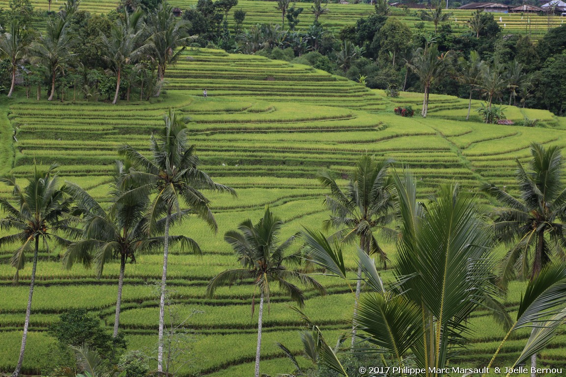/ecran/Indonesie_2017_0828.jpg