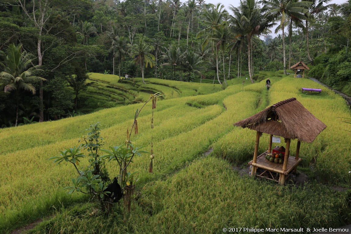 /ecran/Indonesie_2017_1320.jpg