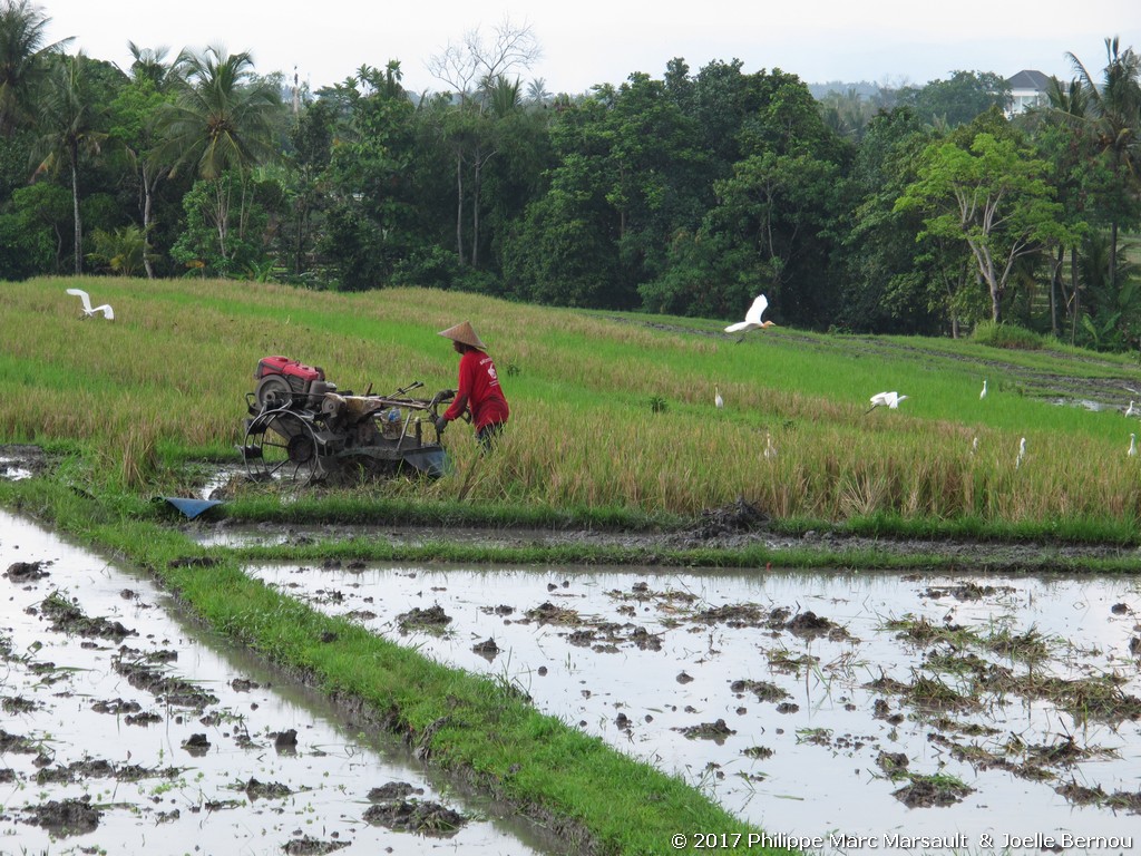/ecran/Indonesie_2017_1807.jpg