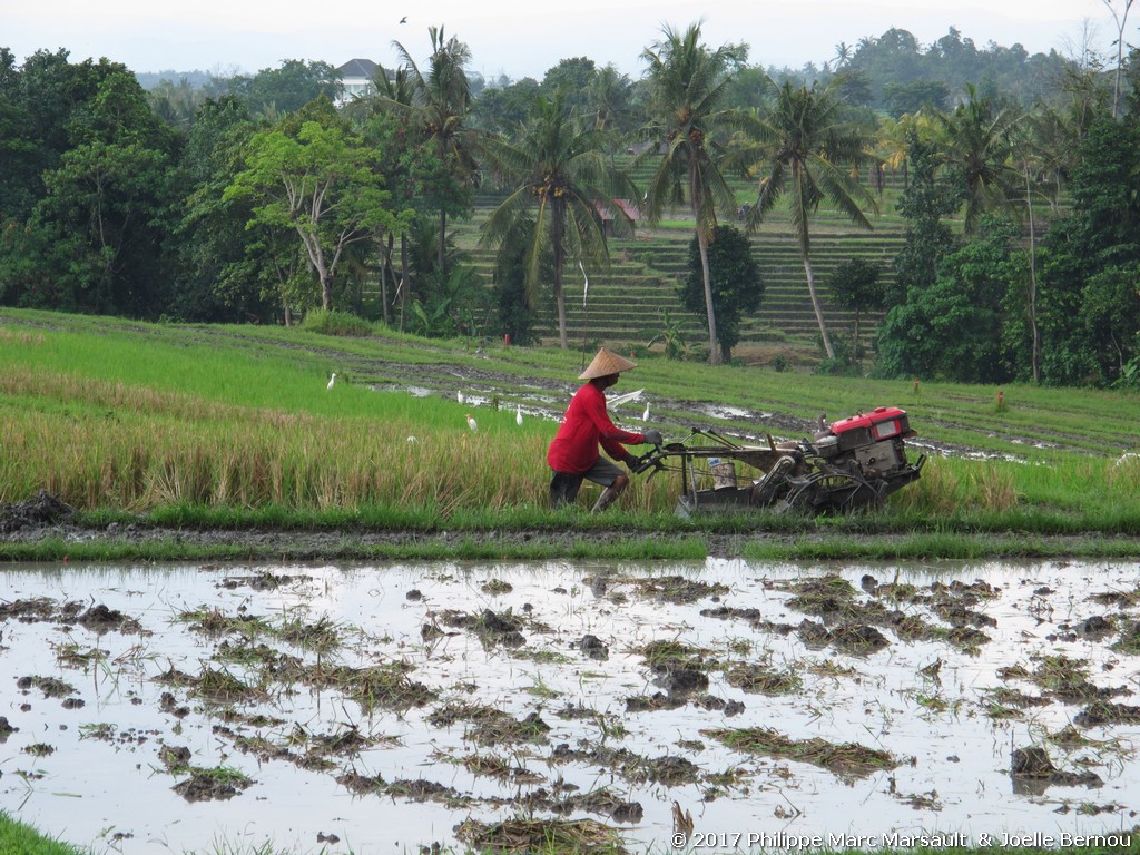 /ecran/Indonesie_2017_1810.jpg