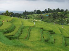 vignette Indonesie_2017_0804.jpg 