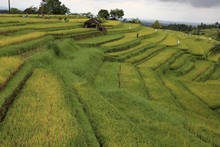 vignette Indonesie_2017_0807.jpg 