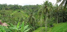 vignette Indonesie_2017_0974.jpg 