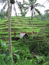 vignette Indonesie_2017_0988.jpg 