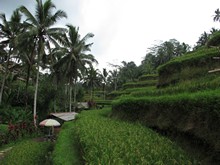 vignette Indonesie_2017_0991.jpg 