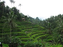 vignette Indonesie_2017_0997.jpg 