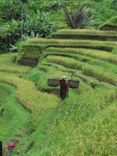 vignette Indonesie_2017_1020.jpg 
