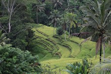 vignette Indonesie_2017_1312.jpg 
