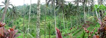 vignette Indonesie_2017_1344.jpg 