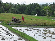 vignette Indonesie_2017_1807.jpg 