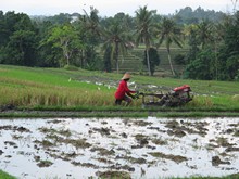 vignette Indonesie_2017_1810.jpg 