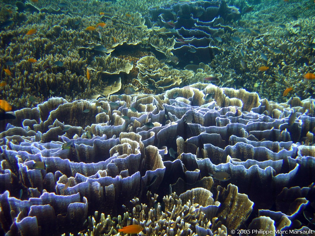 /ecran/philippines_2005_099.jpg