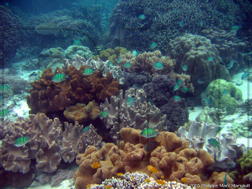 /ecran/philippines_2005_233.jpg