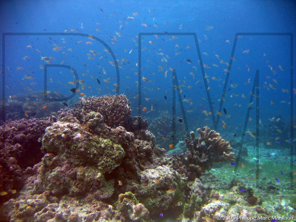 /ecran/philippines_2005_420.jpg