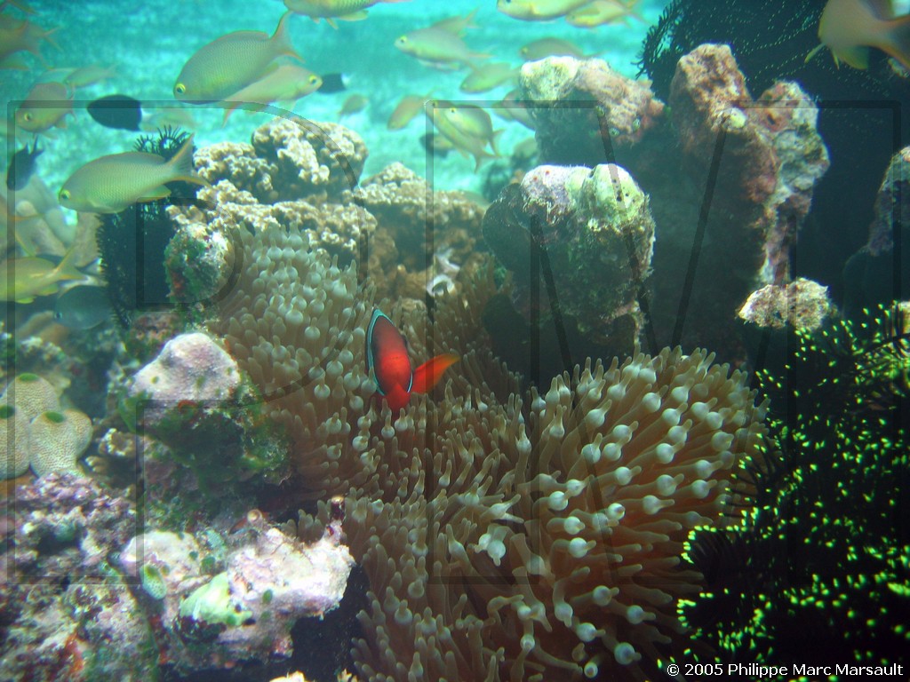 /ecran/philippines_2005_427.jpg
