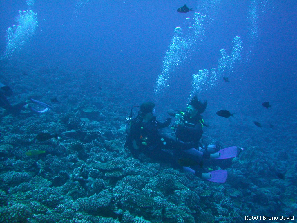 /ecran/plongee_moorea_021.jpg