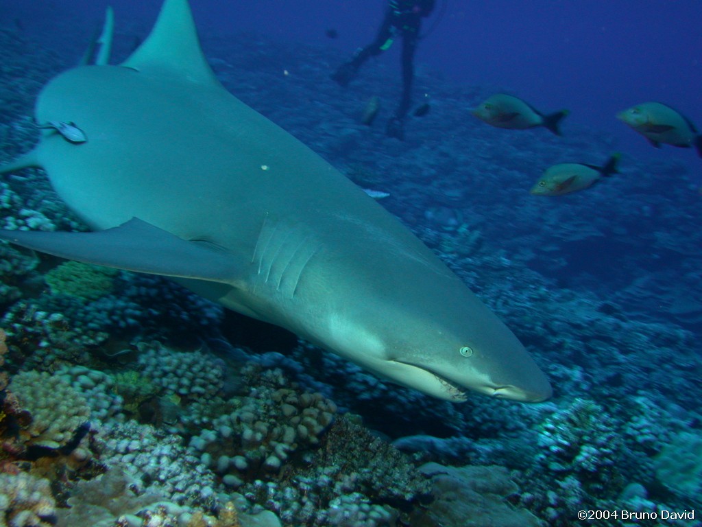 /ecran/plongee_moorea_025.jpg