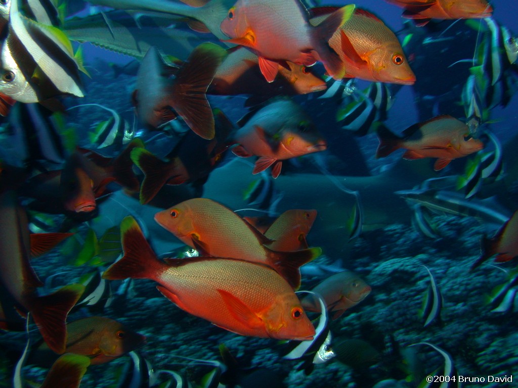/ecran/plongee_moorea_032.jpg