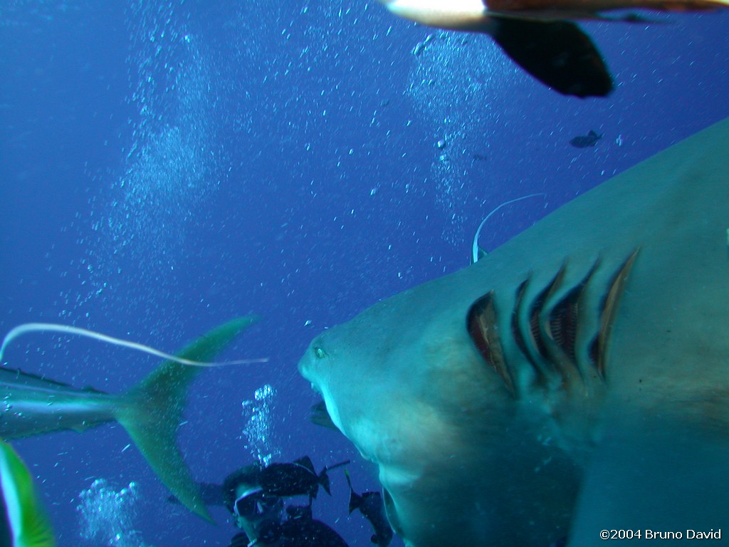 /ecran/plongee_moorea_035.jpg