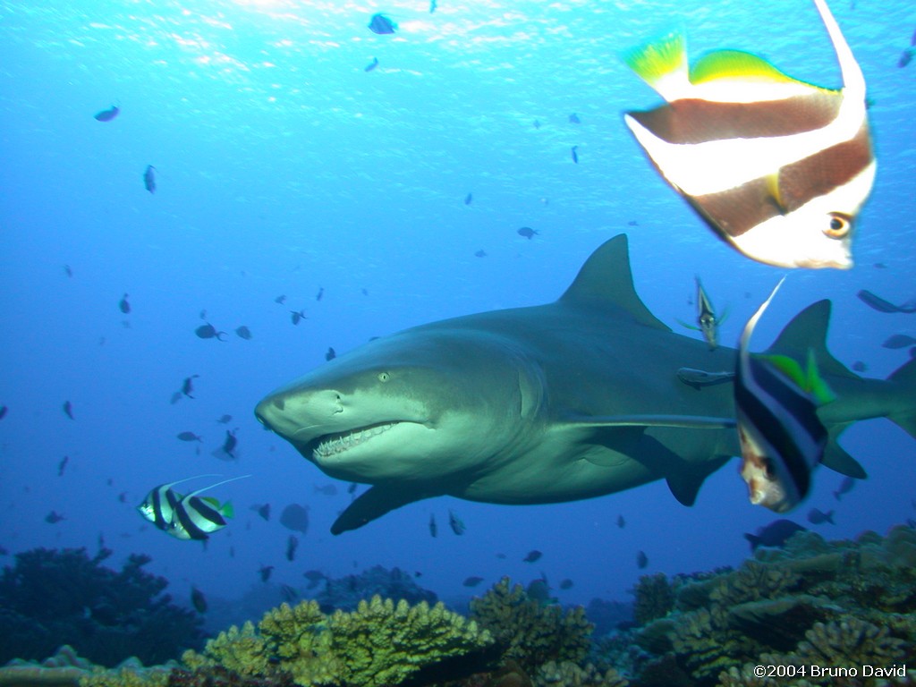 /ecran/plongee_moorea_046.jpg