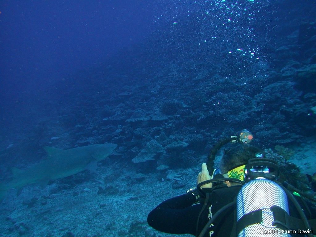 /ecran/plongee_moorea_050.jpg