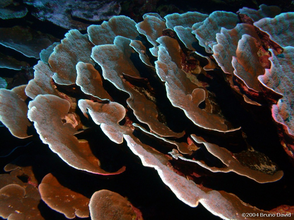 /ecran/plongee_moorea_121.jpg