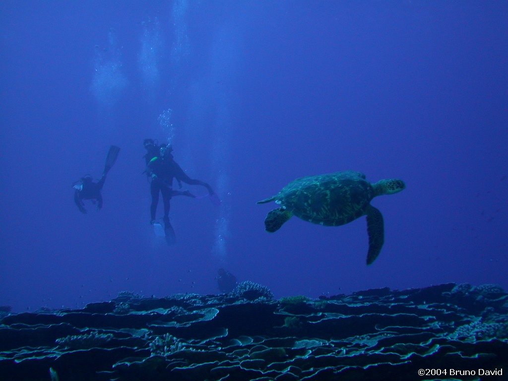 /ecran/plongee_moorea_125.jpg