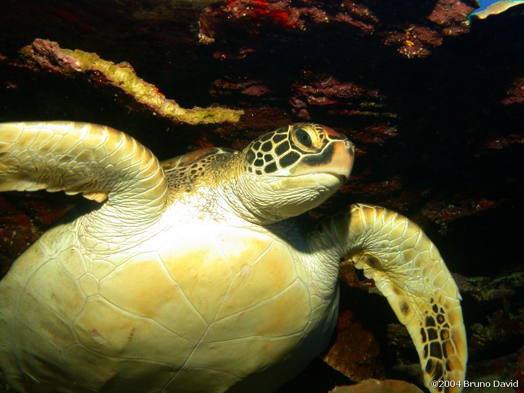 /ecran/plongee_moorea_136.jpg