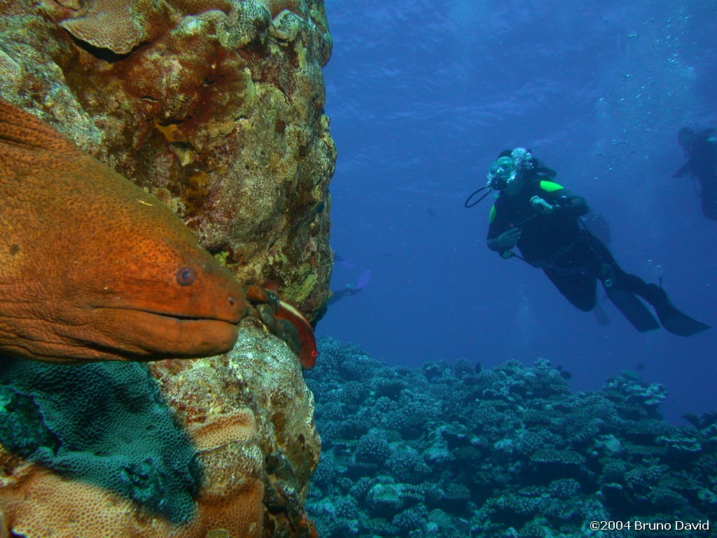 /ecran/plongee_moorea_156.jpg