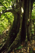 vignette D_polynesie_088.jpg 