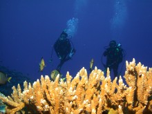 vignette plongee_moorea_019.jpg 