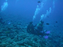 vignette plongee_moorea_021.jpg 