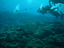 vignette plongee_moorea_023.jpg 