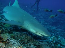 vignette plongee_moorea_025.jpg 