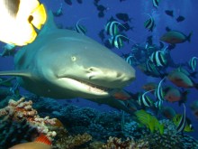 vignette plongee_moorea_029.jpg 