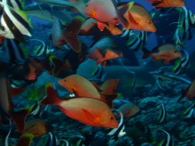 vignette plongee_moorea_032.jpg 