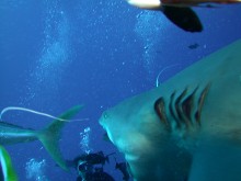 vignette plongee_moorea_035.jpg 