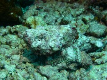 vignette plongee_moorea_055.jpg 