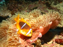 vignette plongee_moorea_090.jpg 