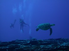 vignette plongee_moorea_125.jpg 